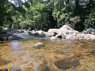river in the forest