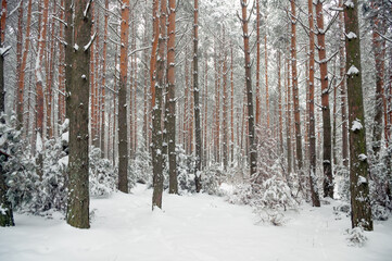 winter forest panorama.