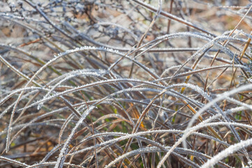 Frozen grass with ice..