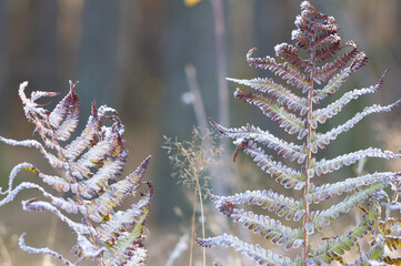 hoar frost on the plants.