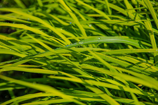 Rice seedling