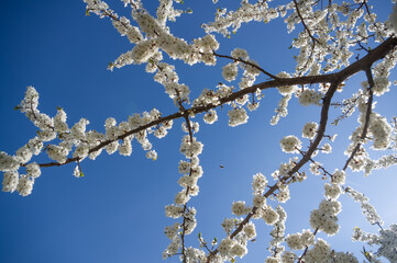 Branch of a flowering tree against the blue sky.