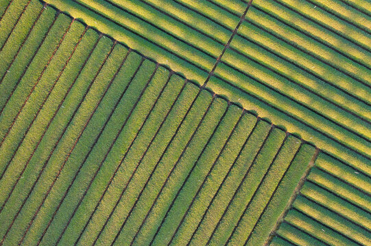 Stunning Aerial View of a Thriving Tea Plantation
