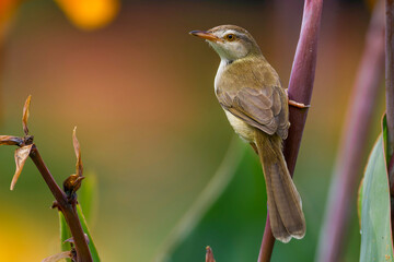 Plain Prinia (Prinia inornata)
