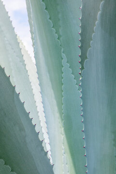 Close up of agave plant.