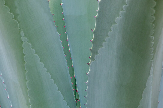 Close up of agave plant.