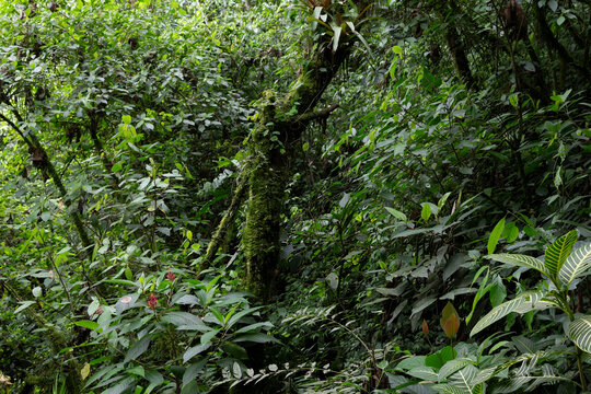 Dense green jungle