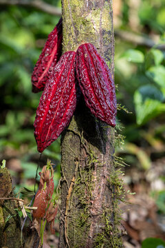 Cacao pods growing on a tree