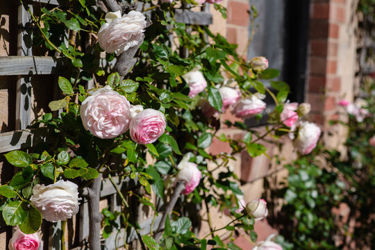 roses
