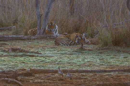 Tiger at ranthambore national park, India 
