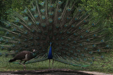 Obraz premium Sri Lankan Wildlife, Wildlife photogrphy 