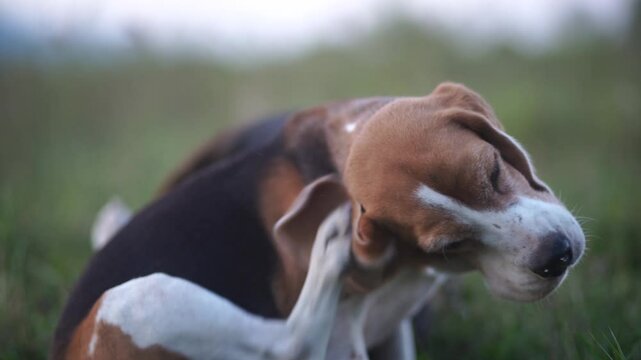 Beagle Dog Enjoying Scratching Outdoors Among Green Vegetation and Nature