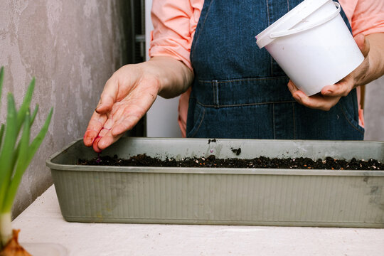 A woman watering planted seedlings 