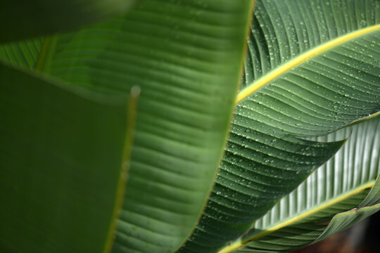 Bright Tropical Leaves In The Rain