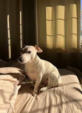 Sunlight fills a cozy bedroom where a small white dog lounges on a bed