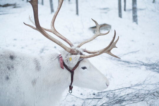 Reindeer