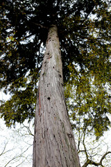 Obraz premium A large tree in Japan forest