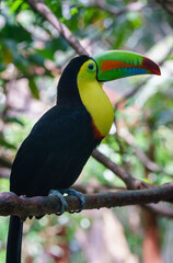 Keel-Billed Toucan in Guanacaste Costa Rica
