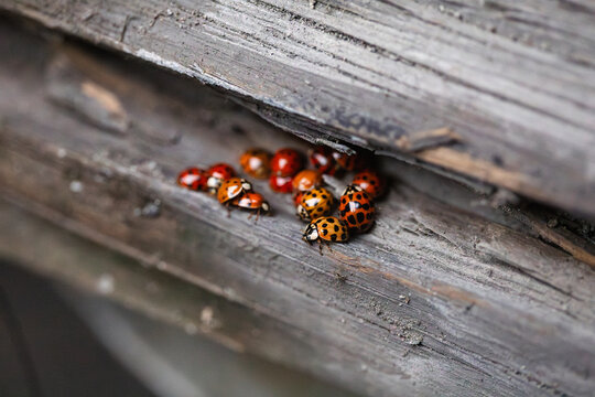 Hibernating Ladybugs