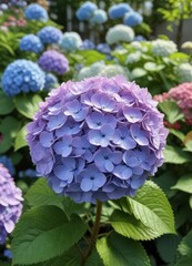 Close-up of a single blooming hydrangea in garden surrounded by other flowers,  outdoor,  bloom,  close-up