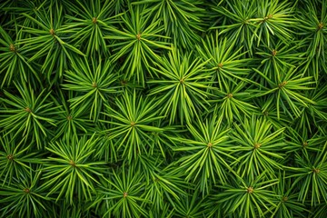 Close-up view of vibrant green pine needles.  Densely packed, radiating outward from central points.  Fresh, healthy foliage
