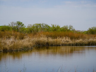 Scenic wetlands showcasing dense vegetation and a tranquil reflective water surface under a clear blue sky. Captures the serenity and beauty of nature in a vibrant and calm atmosphere.
