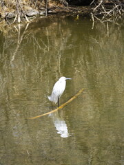 A solitary white egret wades through calm waters, reflecting against a serene natural environment. Captured on a clear day, the scene evokes a peaceful connection between nature and wildlife.
