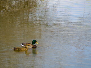 A vibrant pair of ducks gliding across a peaceful lake with rippling water reflections on a sunny day, showcasing tranquility and the beauty of natural wildlife in the outdoors.