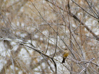 A photo of a lone bird perched on a branch surrounded by leafless trees in winter, evoking a sense...
