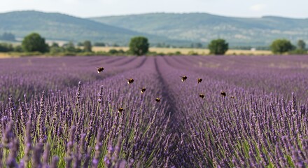 Fototapeta premium Vibrant Purple Lavender Field with Bumblebees in Flight Under a Bright Sky
