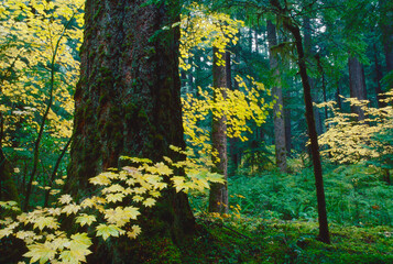 Understory oldgrowth forest Willamette National Forest Oregon
