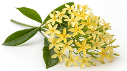 Dense Cluster of Vibrant Yellow Star-Shaped Flowers