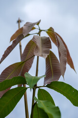 Young Mango Tree Leaves