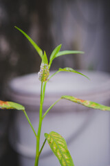 a Water spinach plant infested with white rust.