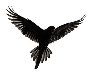 Obraz premium 優雅に舞う黒い鳥シルエット