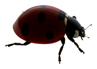 小さなテントウムシ元気よく歩く