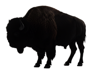 雄大なバイソン影絵 静寂なスタジオ