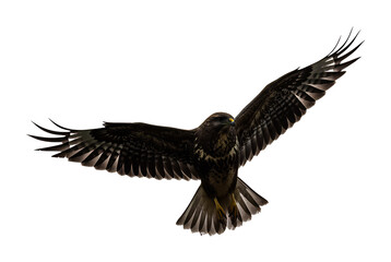 Obraz premium 力強く羽ばたく猛禽類