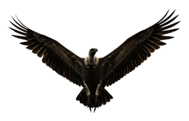 猛禽類羽ばたく大空背景白