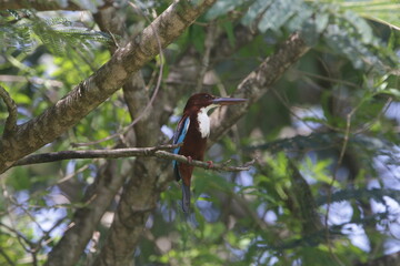 Sri Lankan Birdsin the Wild, Shikra 