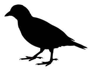 小鳥シルエット 静かな影