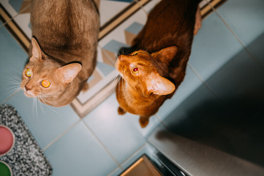 Two cats exploring a kitchen with patterned tiles and bowls