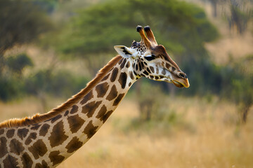 giraffe eating grass