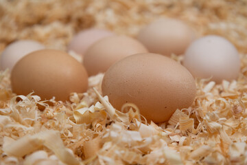 Fresh brown eggs nestled in wood shavings
