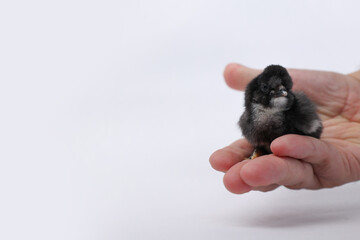 Cute black chick held gently in a person's hand. Symbolizing new beginnings, innocence, and the warmth of farm life, capturing the essence of nature&rsquo;s cycle and the charm of rural animals.