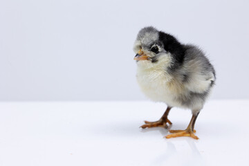 Adorable fluffy chick with black and grey feathers