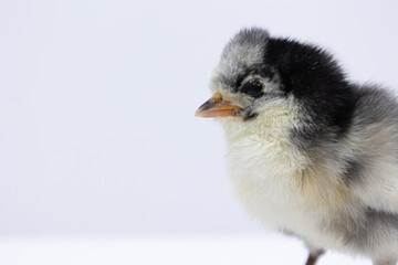 Adorable Chick on White Background