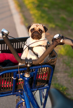 Pug 