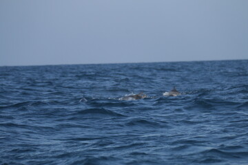 Amazing Dolphins in the Indian Ocean, Sri Lanka 