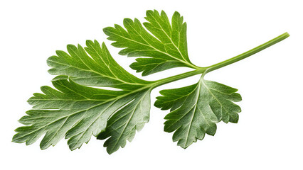 Parsley Leaf Close-Up with Vibrant Green Lobes